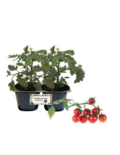 Pomodoro piccadilly pack da 2 piante