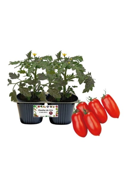Pomodoro san marzano pack da 2 piante