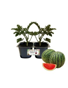 Anguria Linea gold pack da 2 piante