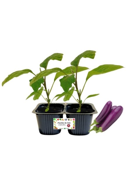 Melanzana mini lunga Linea gold pack da 2 piante