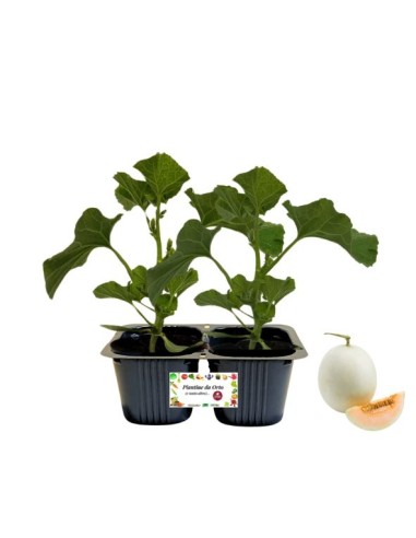 Melone liscio Linea gold pack da 2 piante