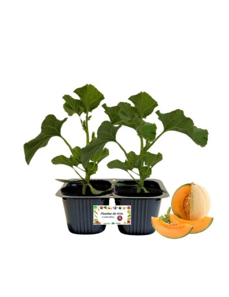 Melone retato Linea gold pack da 2 piante