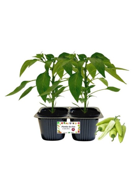 Peperone corno chiaro Linea gold pack da 2 piante