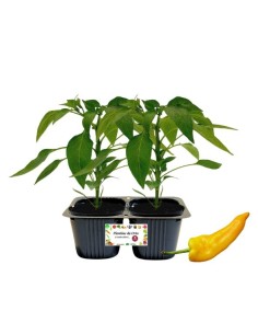 Peperone corno giallo pack da 2 piante
