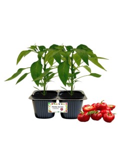 Peperone rosso Topepo Linea gold pack da 2 piante