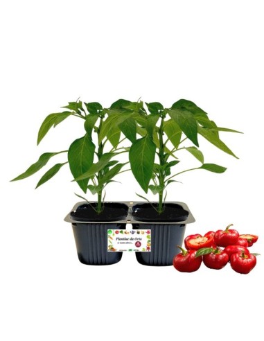 Peperone rosso Topepo Linea gold pack da 2 piante