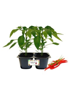 Peperone piccante lungo Linea gold pack da 2 piante