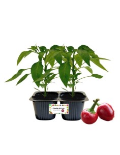 Peperone piccante tondo Linea gold pack da 2 piante