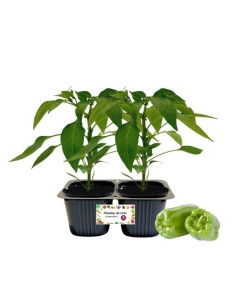 Peperone verde teos Linea gold pack da 2 piante