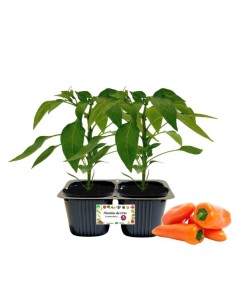 Pepe snack arancio Linea gold pack da 2 piante