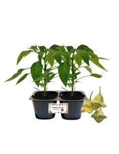 Peperone lanterna Linea gold pack da 2 piante