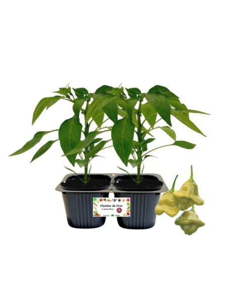 Peperone lanterna Linea gold pack da 2 piante