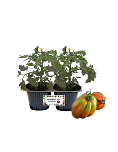 Pomodoro cuore di bue "tutta polpa" pack da 2 piante