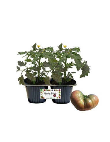 Pomodoro Cuor di Leone pack da 2 piante