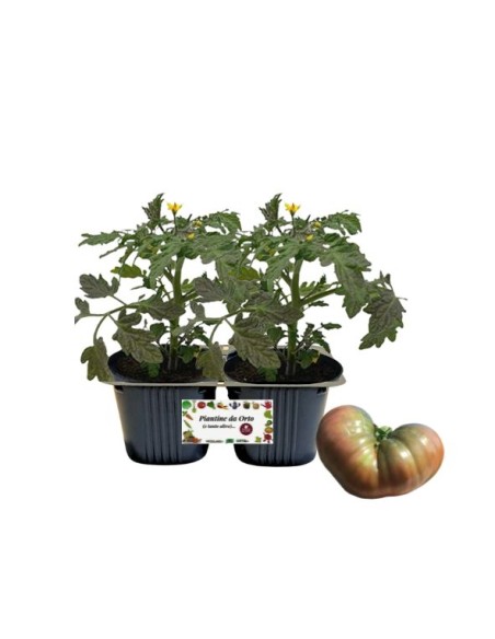 Pomodoro Cuor di Leone pack da 2 piante