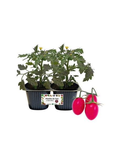 POMODORO DATTERINO ROSA TADDY pack da 2 piante