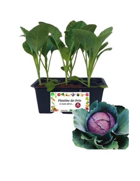 Cappuccio rosso pack da 6 piante