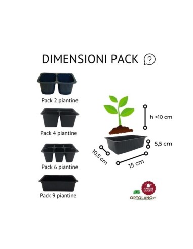 POMODORO DATTERINO ROSA TADDY pack da 2 piante
