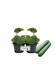 Zucchino pack da 2 piante