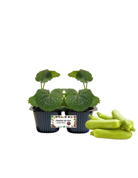Zucchino chiaro pack da 2 piante