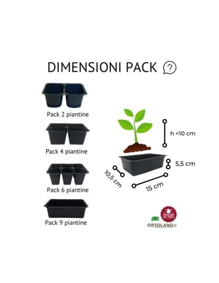 Zucchino giallo pack da 2 piante