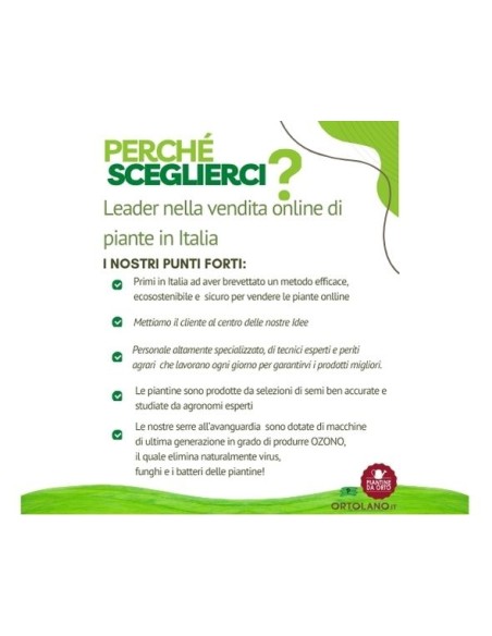 Zucchino giallo pack da 2 piante