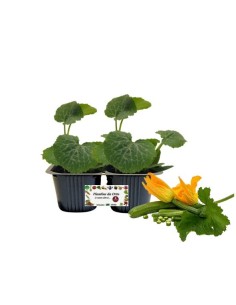 Zucchino Da Fiore Linea gold pack da 2 piante