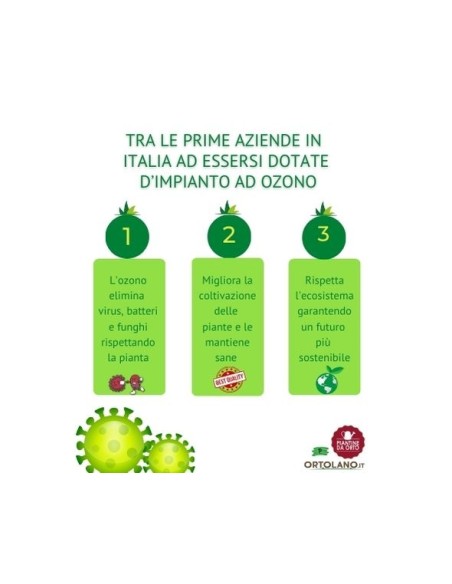 Zucchino tondo pack da 2 piante