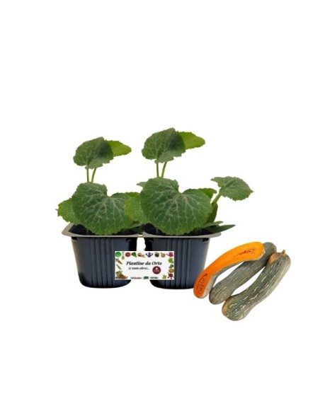 Zucca lunga di Napoli Linea gold pack da 2 piante