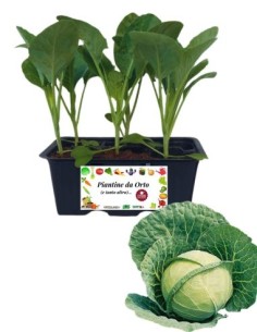 Cappuccio tondo pack da 6 piante