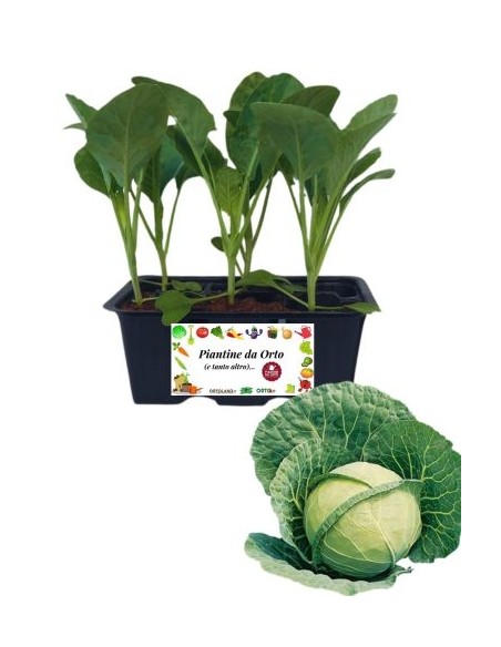 Cappuccio tondo pack da 6 piante