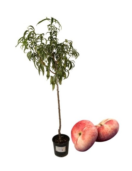 Pesca noce platicarpa