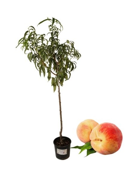 Pesca noce pasta bianca precoce