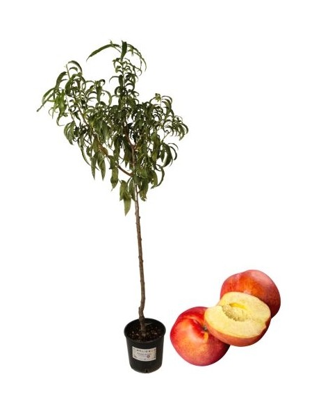 Pesca noce bianca tardiva