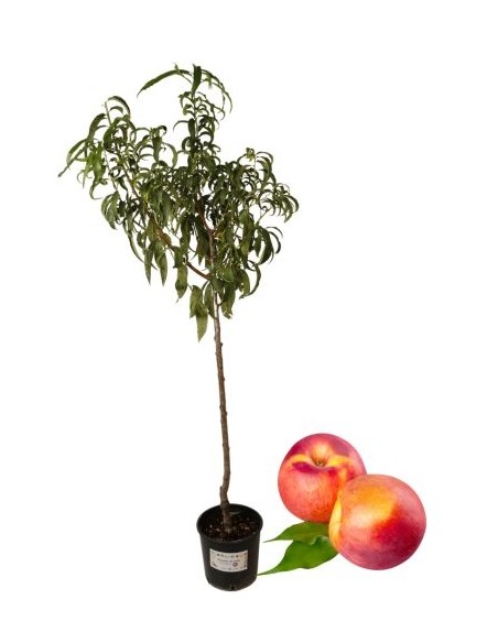 Pesca noce gialla precoce