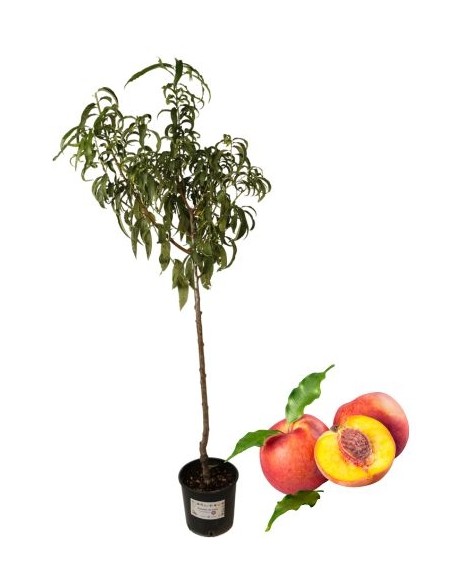 Pesca noce gialla tardiva