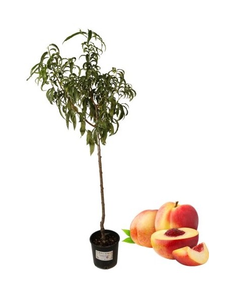 Pesca pasta bianca tardiva