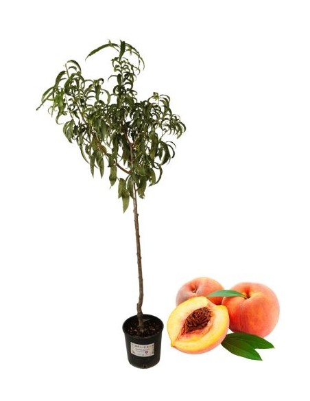 Pesca gialla precoce