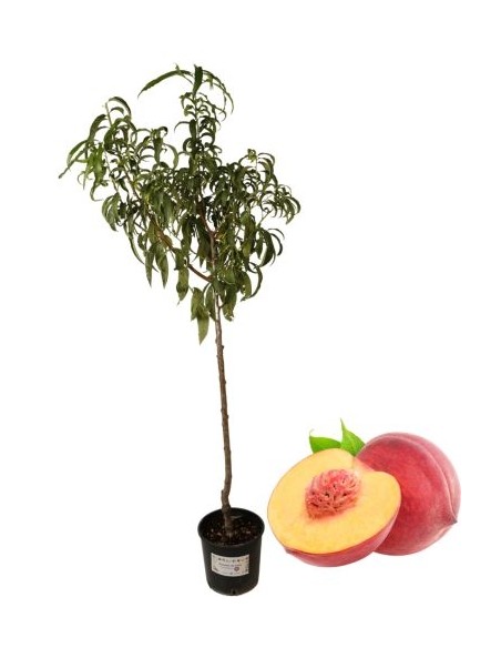 Pesca gialla tardiva