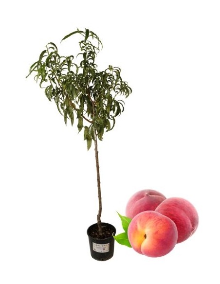 Pesca bianca precoce