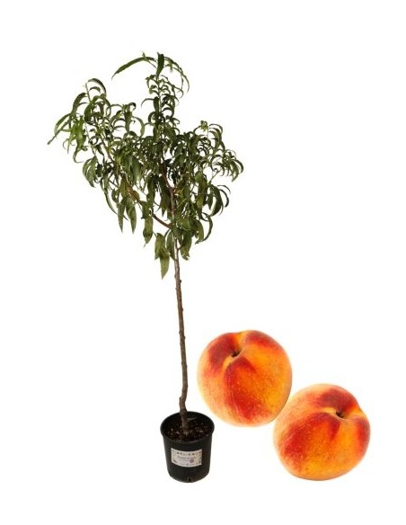 Pesca percoca pasta gialla "settembrino"