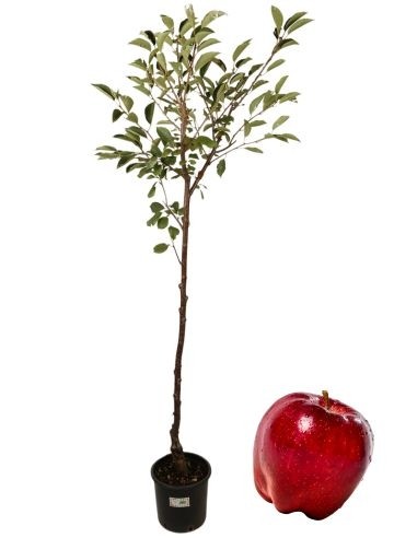 Melo Stark  delicious vaso 22 cm