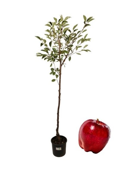 Melo Stark  delicious vaso 22 cm