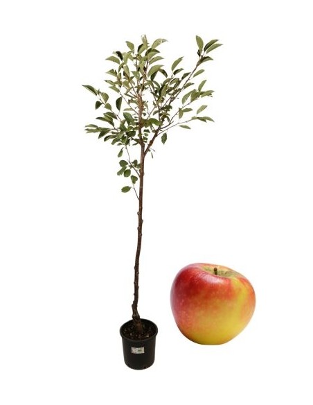 MELO BELLA DEL Bosco