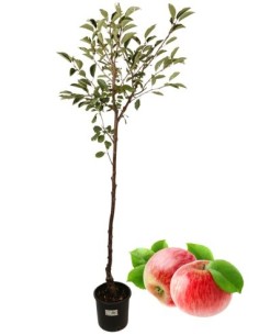 Melo antico - Rosetta bellunese