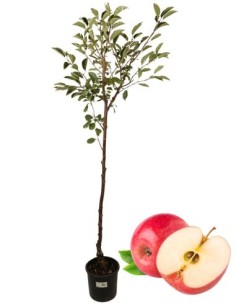 Melo antico - melo della rosa