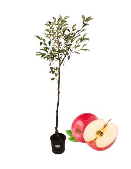 Melo antico - melo della rosa