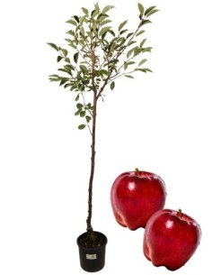 Melo antico - melo del sangue