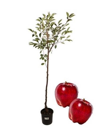 Melo antico - melo del sangue