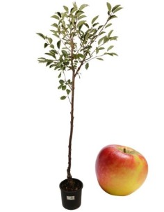 Melo antico - deccio